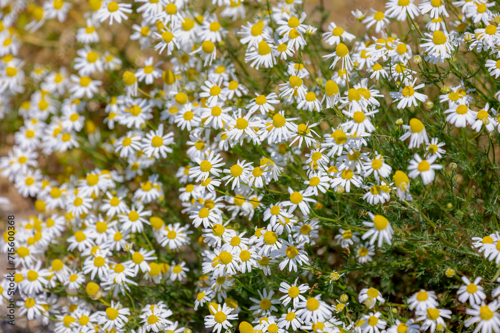 Selective focus of wild white flowers on green grass in the field, Matricaria chamomilla or commonly known as chamomile, Beautiful small flowers German chamomile with yellow pollen, Nature background.