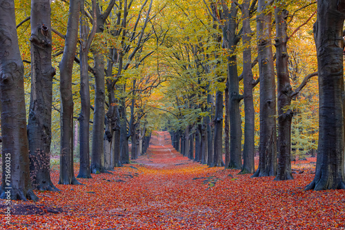 Gravel or soil path in the wood with colourful yellow orange leaves on the tree, Forest in autumn season with soft sunlight shining through the tree and brown leafs on the ground, Nature background.