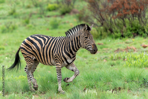 Zebra walking on the plains of the Pilanesberg National Park in South Africa
