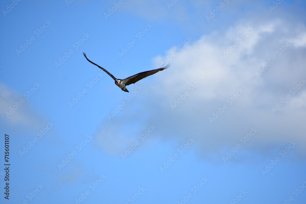 Osprey Looking for Fish From the Skies