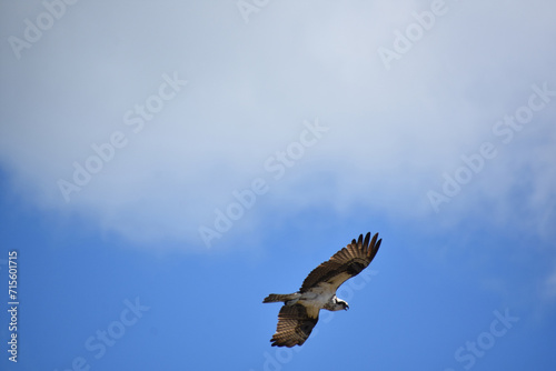 Underside of an Ospreys Wings in Flight