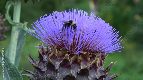 Bee and bumblebee on summer artichoke flower in garden