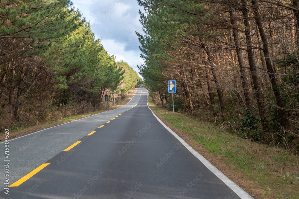 Fototapeta premium TREE