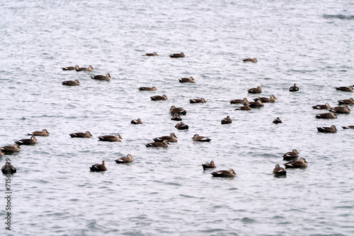 flock of ducks swiming on the sea