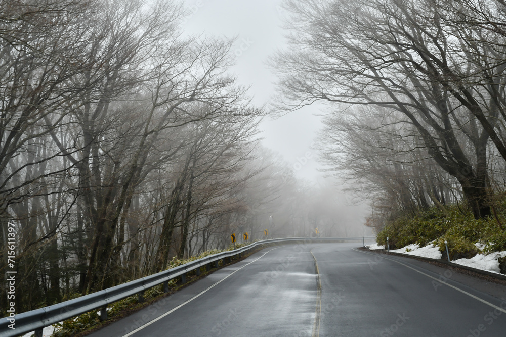 Fototapeta premium 숲길