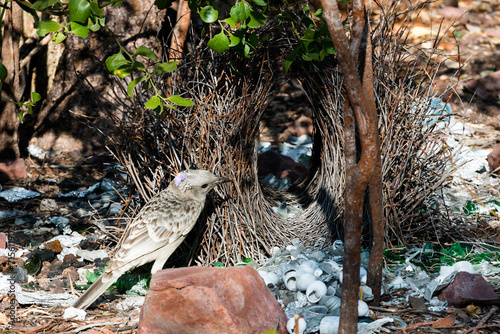 Male Great Bower Bird at bower waiting for female