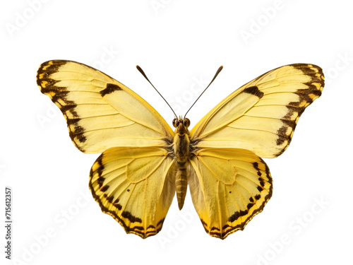 Yellow butterfly in PNG format or on a transparent background. A decorative and design element for a project, banner, postcard, business, background. A beautiful bright butterfly. Insect.
