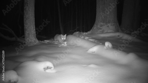 Red fox in midwinter forest at night