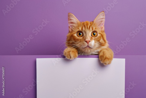 Elegant Feline Displaying A White Banner Against A Purple Background