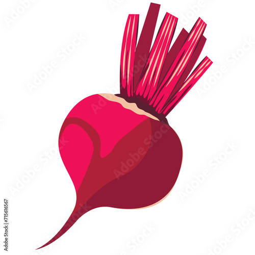 Beetroot, tasty and healthy food, diet food, design elements, food grown on a farm, vegan food. Beetroot illustration for healthy eating blog, post, banner, ad.