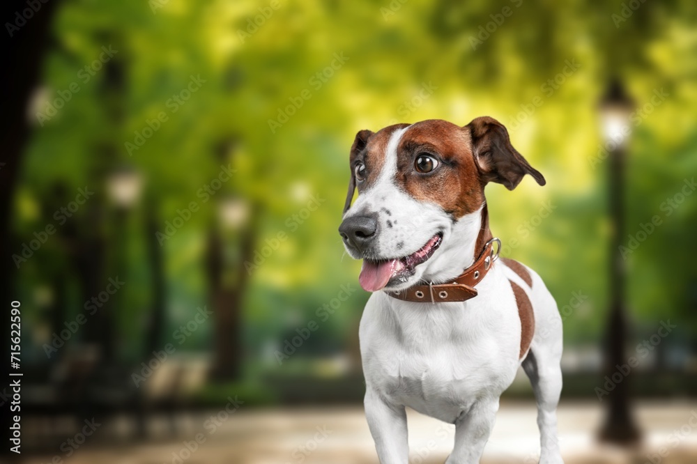Cute smart domestic dog pet outdoors