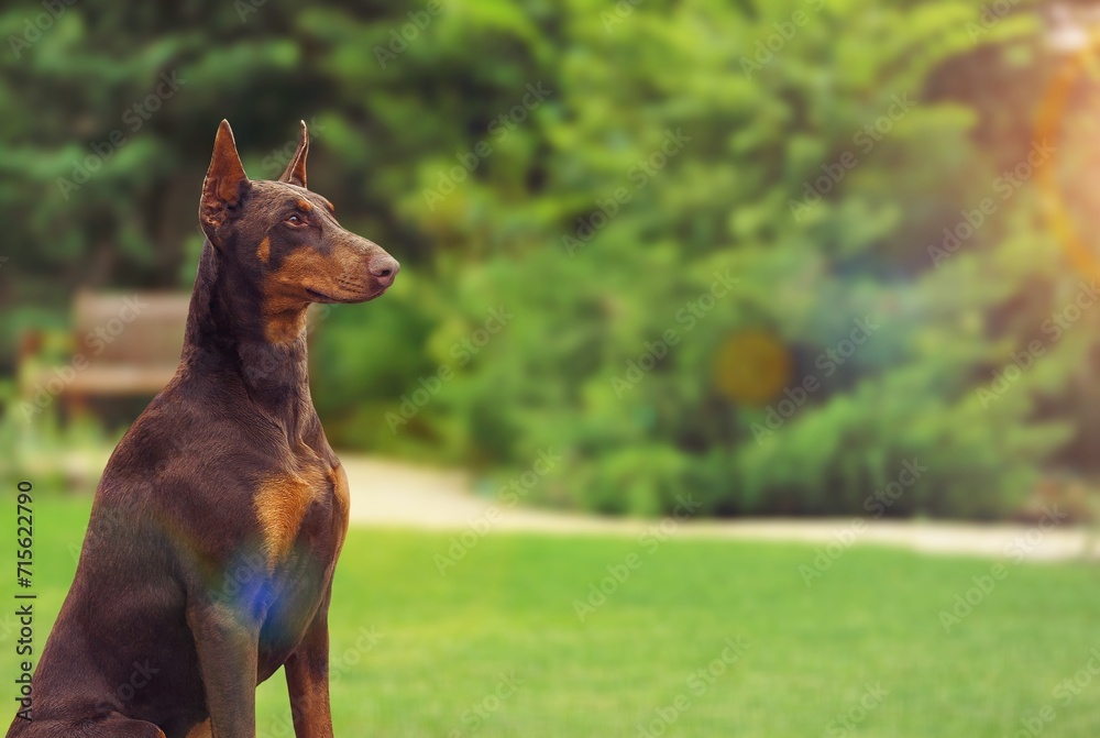 Cute smart domestic dog pet outdoors Cute smart domestic dog pet outdoors