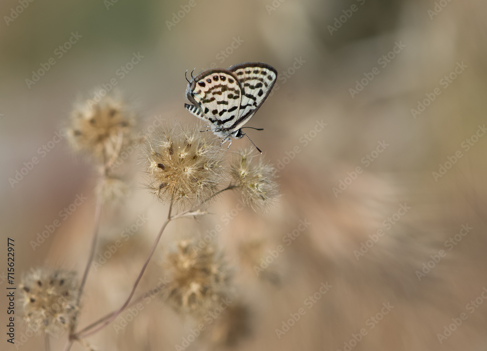 flowers and butterfly in natural life
