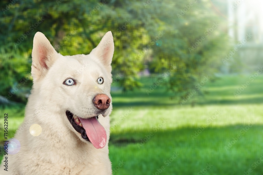 Cute smart domestic dog pet outdoors Cute smart domestic dog pet outdoors