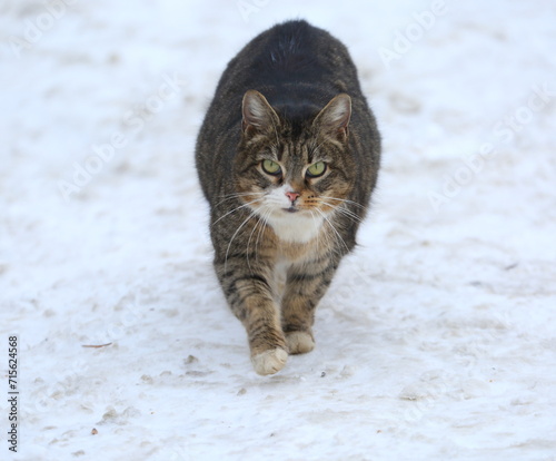 A gray striped fat green-eyed cat walks in the snow