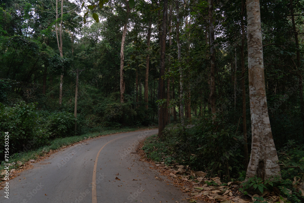 Fototapeta premium Curved uphill path of asphalt road. Both sides of the road are filled with tall trees and bamboo forests. At Chae Son National Park Thailand.