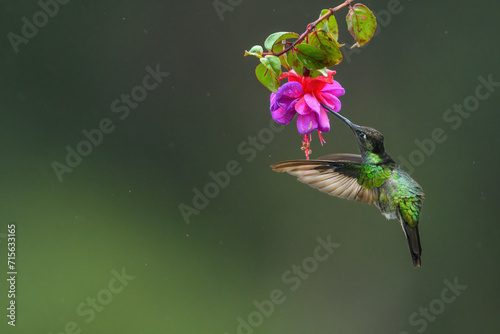 Fiery throated hummingbird is sucking the nectar out of pink flowers in Costa Rica. With movement in his wings and blurry green background. © Lukas Gogh