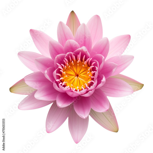 lotus flower isolated on transparent background top view 