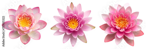 Three vibrant pink lotus flowers isolated on transparent background  symbolizing purity and beauty in Eastern cultures
