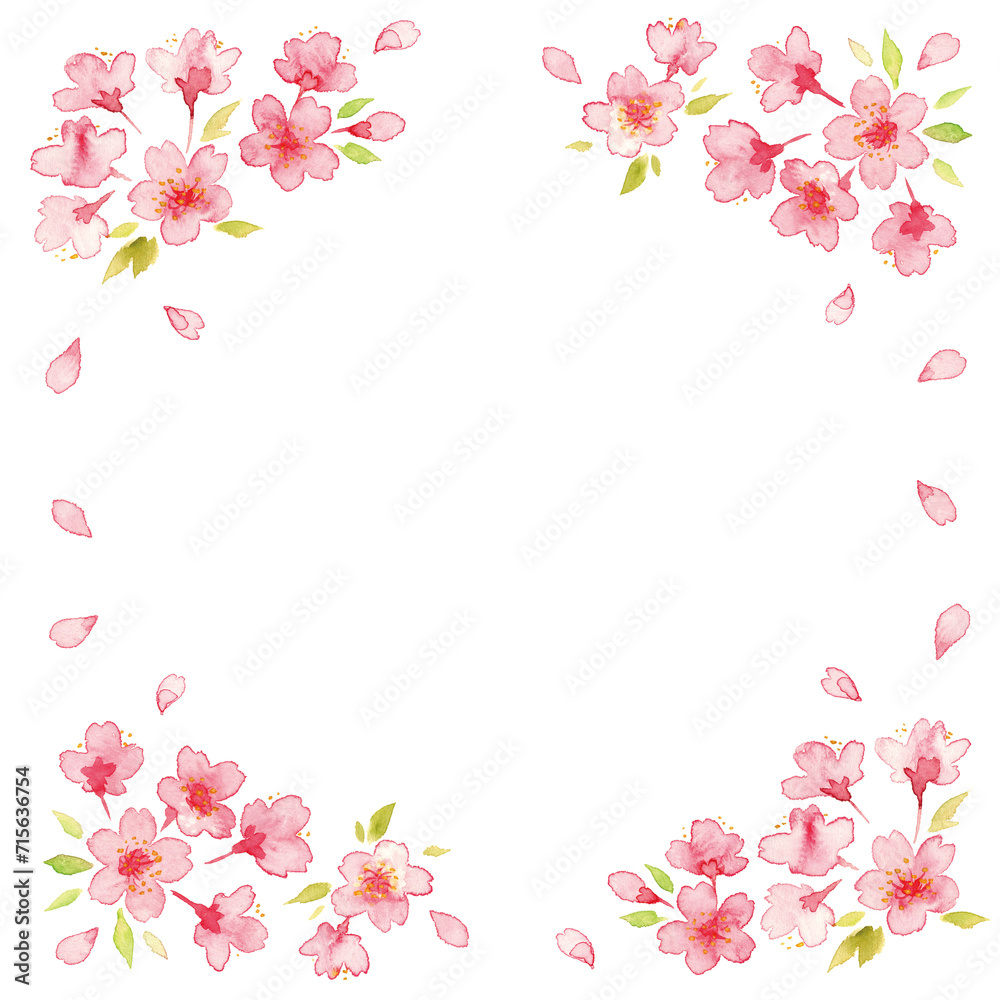 桜の花の水彩イラスト4