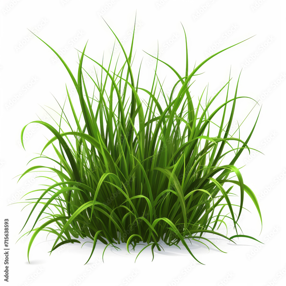 Obraz premium Grass on a white background.