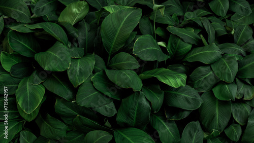 Fototapeta Naklejka Na Ścianę i Meble -  Nature leaves, green tropical forest, backgound illustration concept