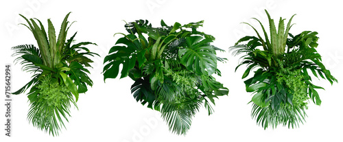 Tropical leaves of Asia isolated on transparent background .( monstera, palm, coconut leaf, fern, palm leaf,bananaleaf) PNG