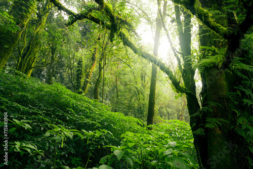 Fototapeta Naklejka Na Ścianę i Meble -  Green tree forest with sunlight through green leaves. Natural carbon capture and carbon credit concept. Sustainable forest management. Trees absorb carbon dioxide. Natural carbon sink. Environment day
