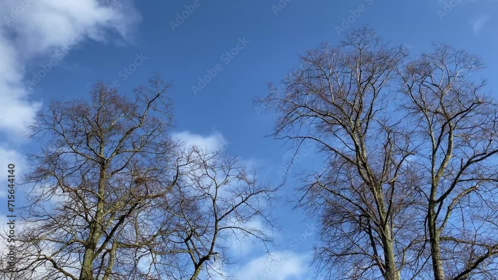 tree, sky, winter, nature, forest, branch, blue, snow, trees, branches, wood, season, white, landscape, spring, cold, autumn, birch, frost, plant, trunk, fall, clouds, ice, frozen tree, sky, winter, nature, forest, branch, blue, snow, trees, branches, wood, season, white, landscape, spring, cold, autumn, birch, frost, plant, trunk, fall, clouds, ice, frozen