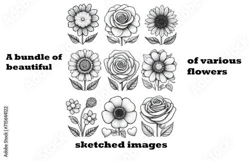 A Bundle of Beautiful Sketched Images of Various Flowers