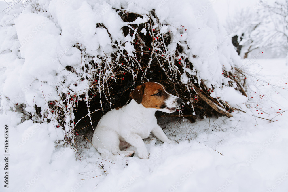 Cute Jack Russell dog playing in the snow. Cute Jack Russell dog playing in the snow.