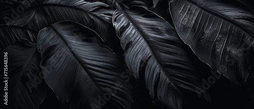 Jungle Leaf Pattern abstract black leaves.