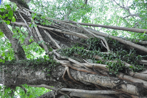 roots of tree