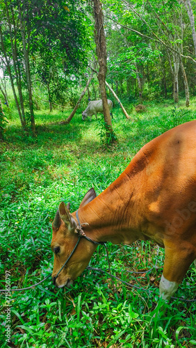 Herd of domestic brown cows eating green grass while grazing in hilly menorca countryside