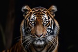 Sumatran Tiger Photographed In Closeup Against A Black Background, Showcasing Its Majestic Presence. Сoncept Wildlife Close-Up, Majestic Sumatran Tiger, Black Background, Capturing Presence