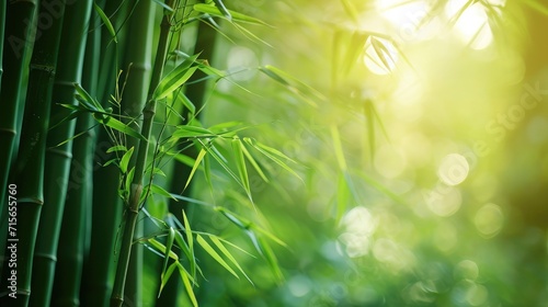 Bamboo forest green nature background