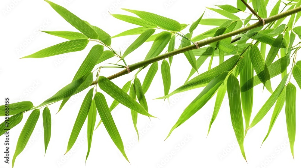bamboo tree branch isolated on white background bamboo tree branch isolated on white background
