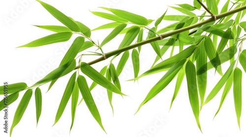 bamboo tree branch isolated on white background