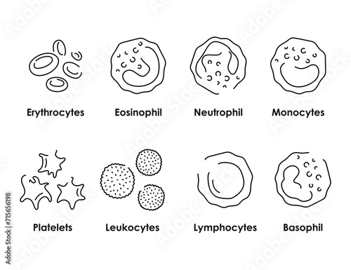 Blood cells color icons set. White blood cells, erythrocytes, platelets photo