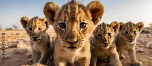 a herd of small lions is looking at the camera on a natural background, desert photo