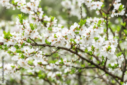 Beautiful spring cherry blossom tree.