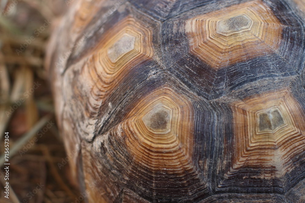 Sulcata tortoise shell, copy space Sulcata tortoise shell, copy space