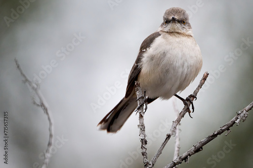 Northern Mockingbird, Mimus polyglottos, sitting on a branch observing the landscape in the Balcones Canyonlands National Wildlife Refuge in Marble Falls, TX during the winter. photo