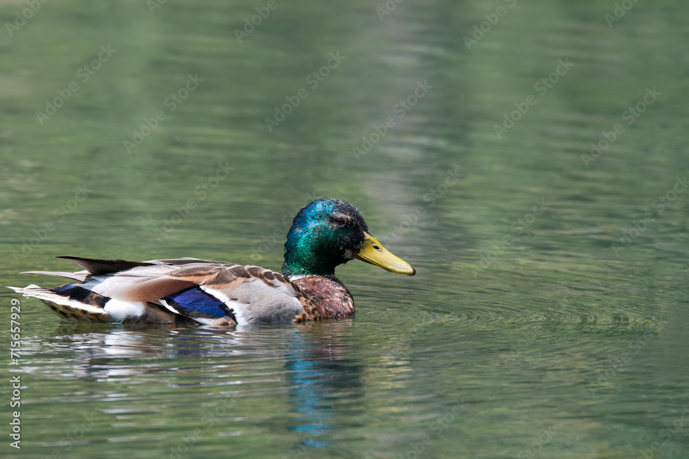Fototapeta premium Pato