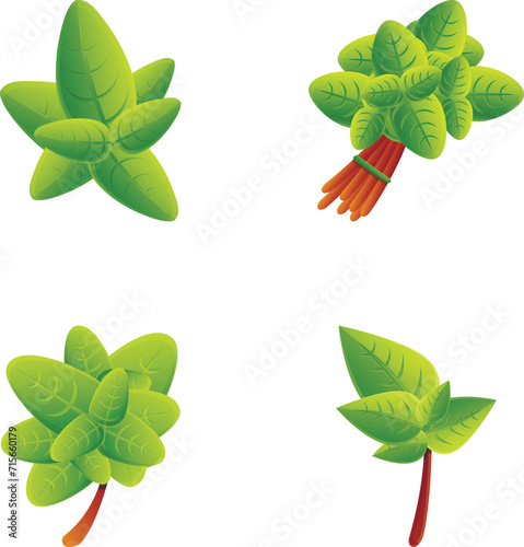 Basil icons set cartoon vector. Basil stem with green leaf. Healthy herbal plant