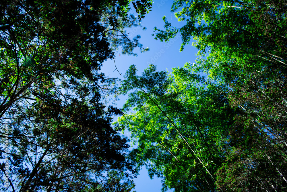 Obraz premium trees and sky