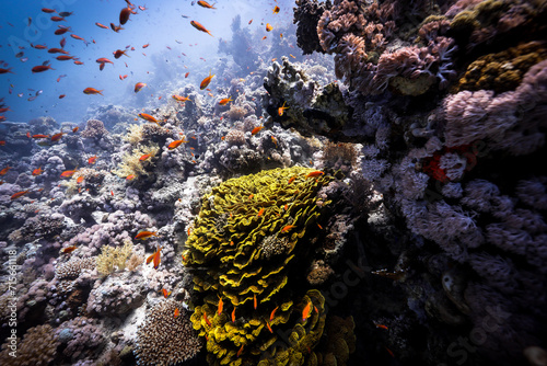 Underwater photography of coral and marine life