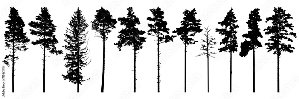 Φωτογραφία Pine trees silhouette isolated, set