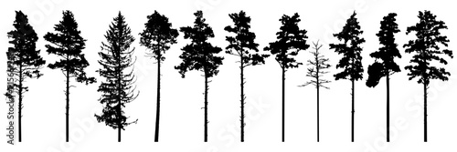 Pine trees silhouette isolated, set. Coniferous forest. Vector illustration.