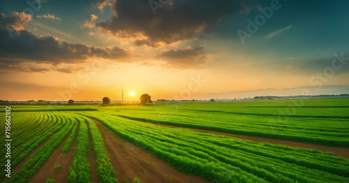 sunrise over the field